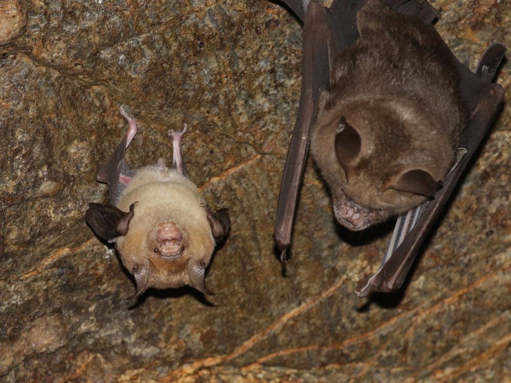 Intermediate Roundleaf Bat