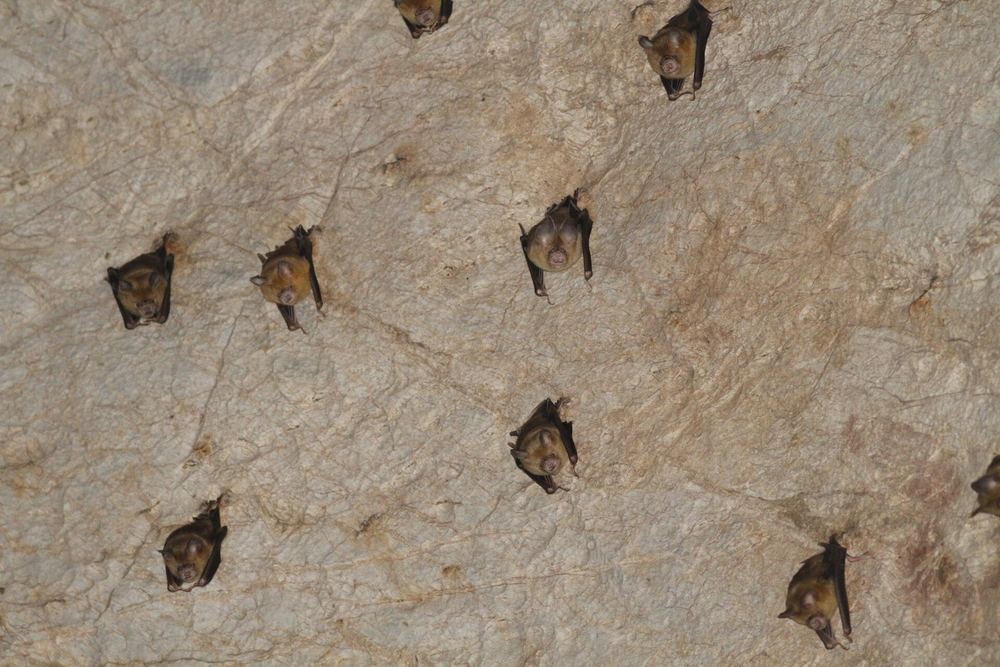 Shield-faced Roundleaf Bat