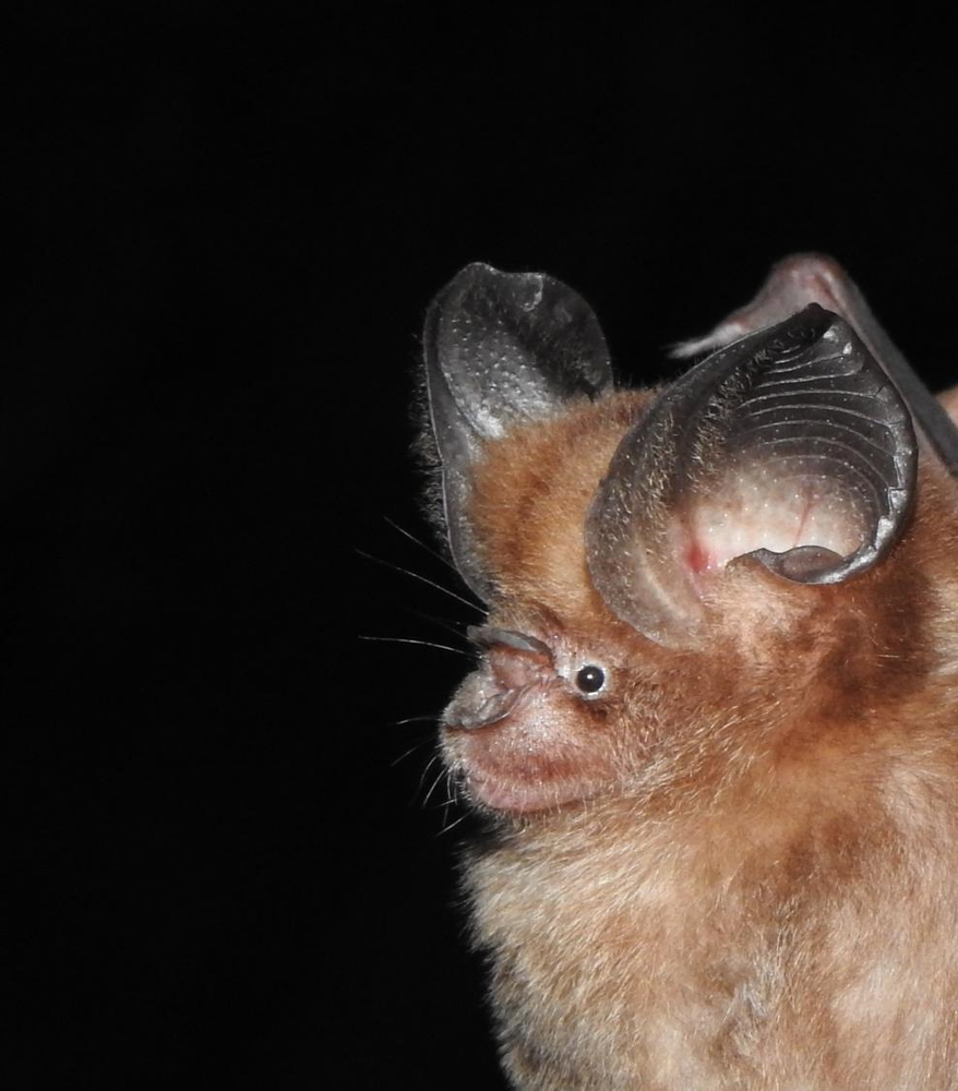 Pomona Roundleaf Bat