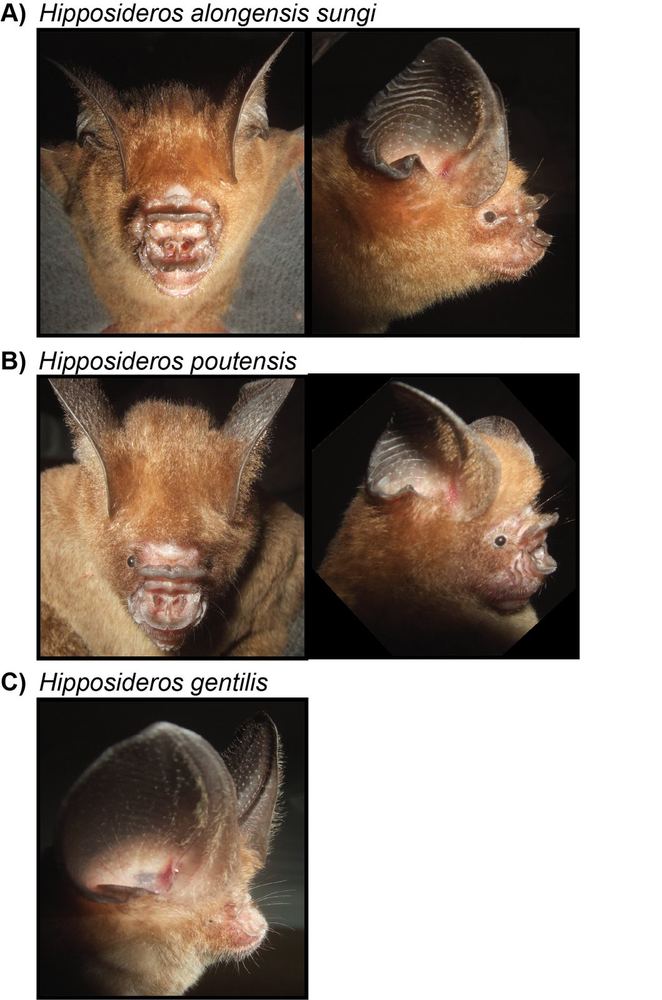 Allen's Roundleaf Bat