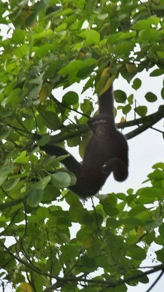 Western Hoolock Gibbon