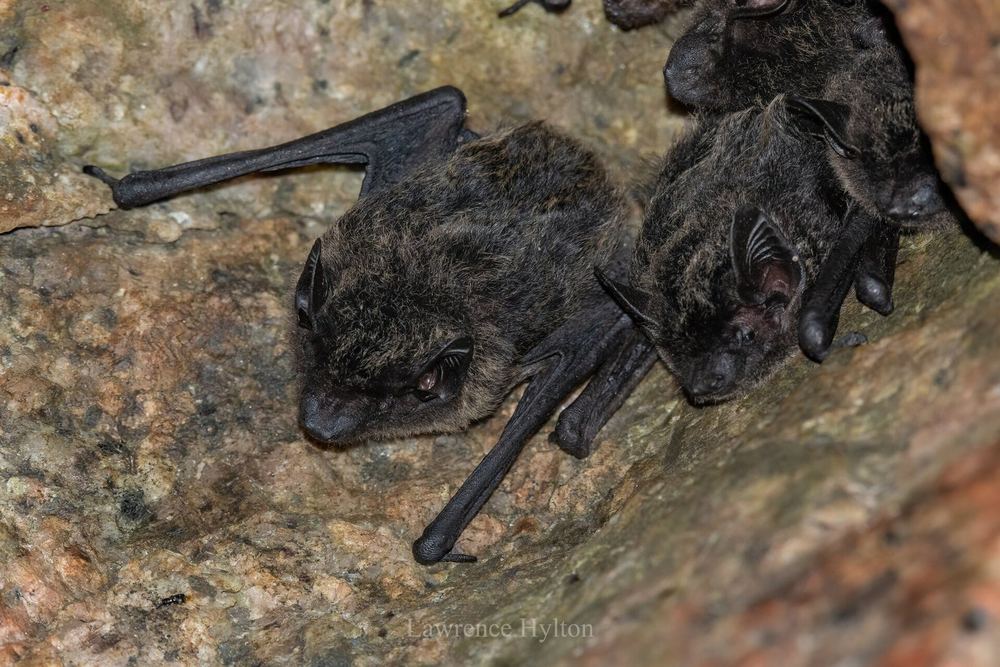 Chinese Pipistrelle
