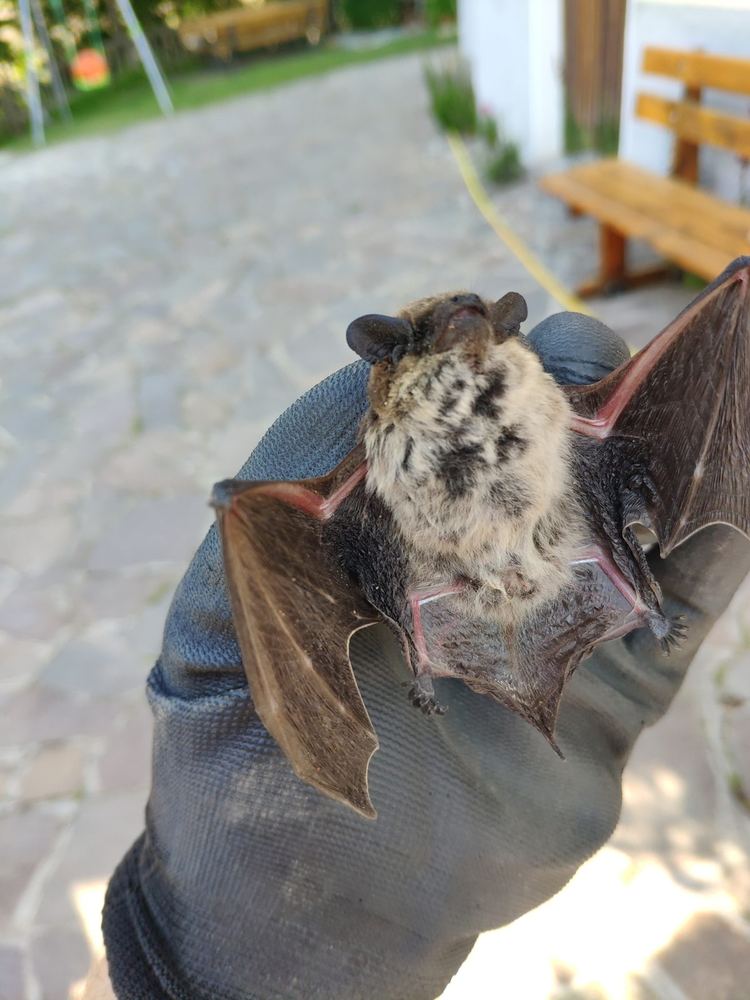 Savi's Pipistrelle