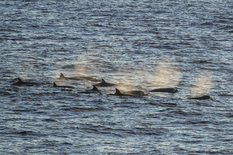 Longman's Beaked Whale