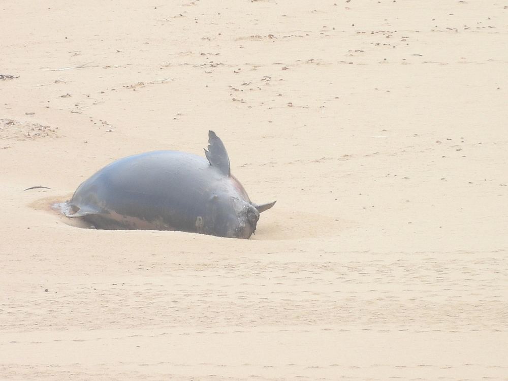 Pygmy Sperm Whale