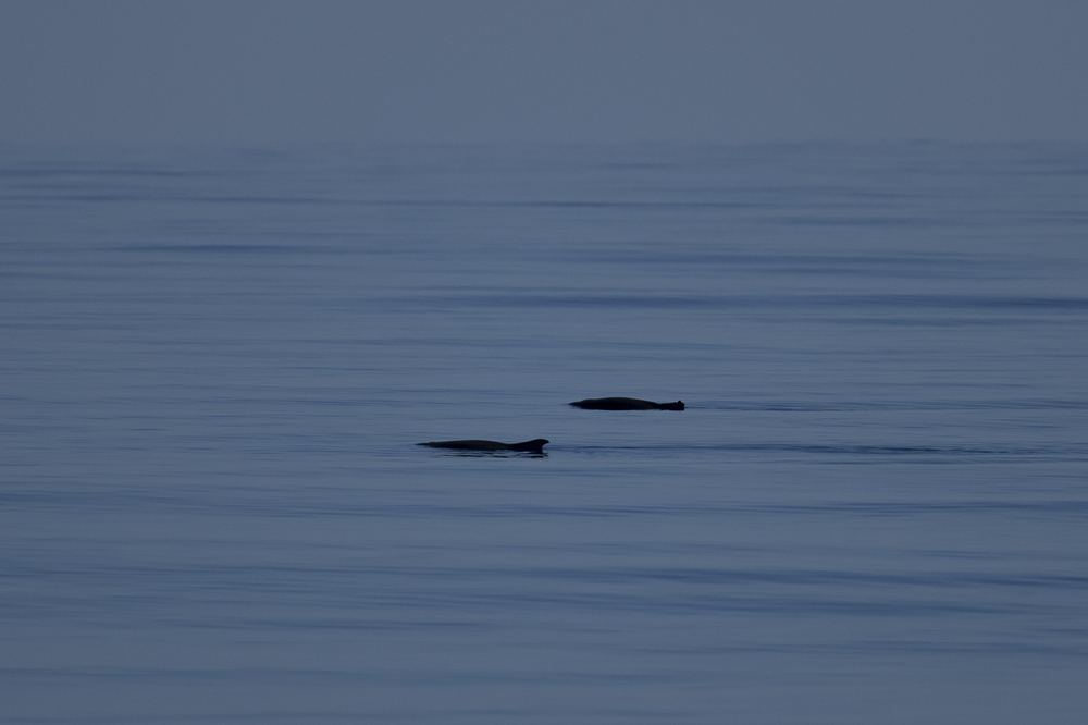 Dwarf Sperm Whale
