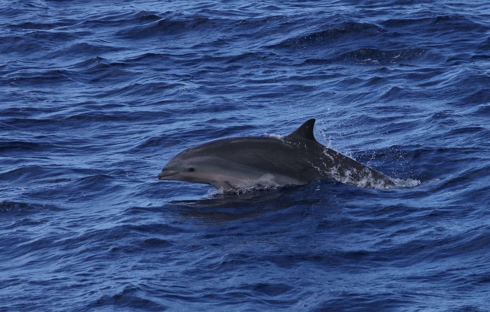 Fraser’s Dolphin