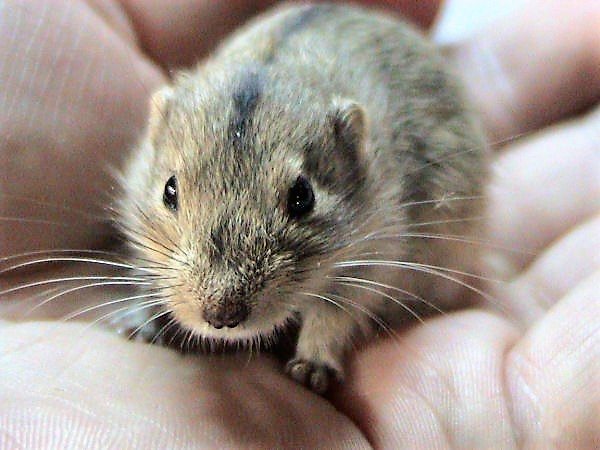 Steppe Vole