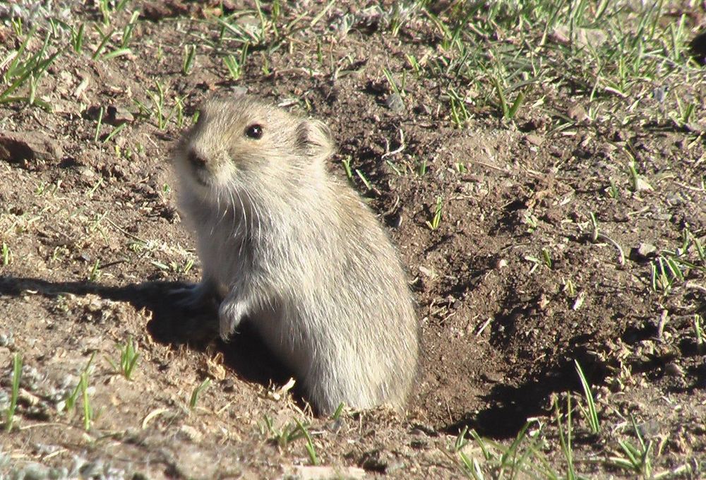 Brandt's Vole