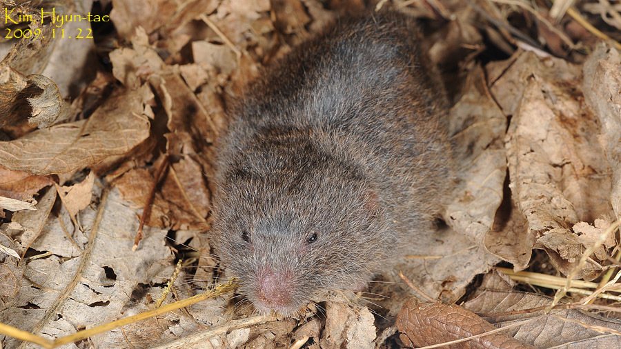 Mandarin Vole