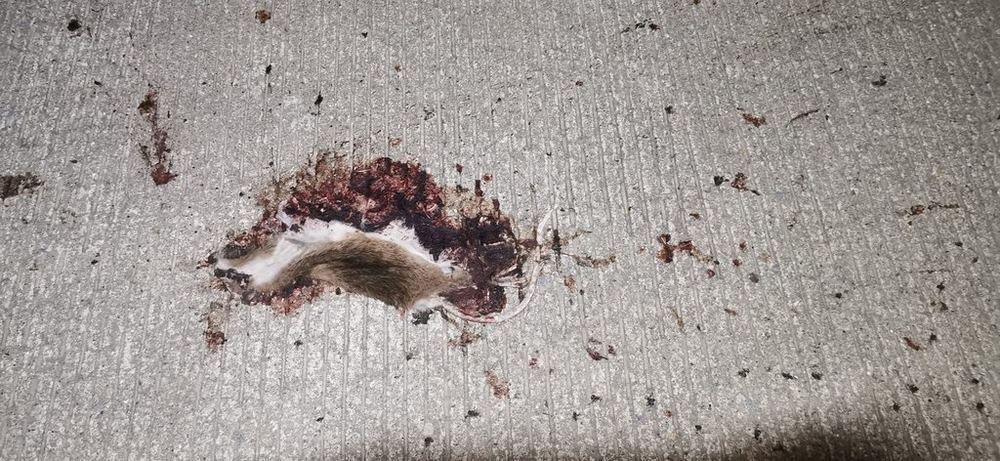 Edwards's Long-tailed Giant Rat