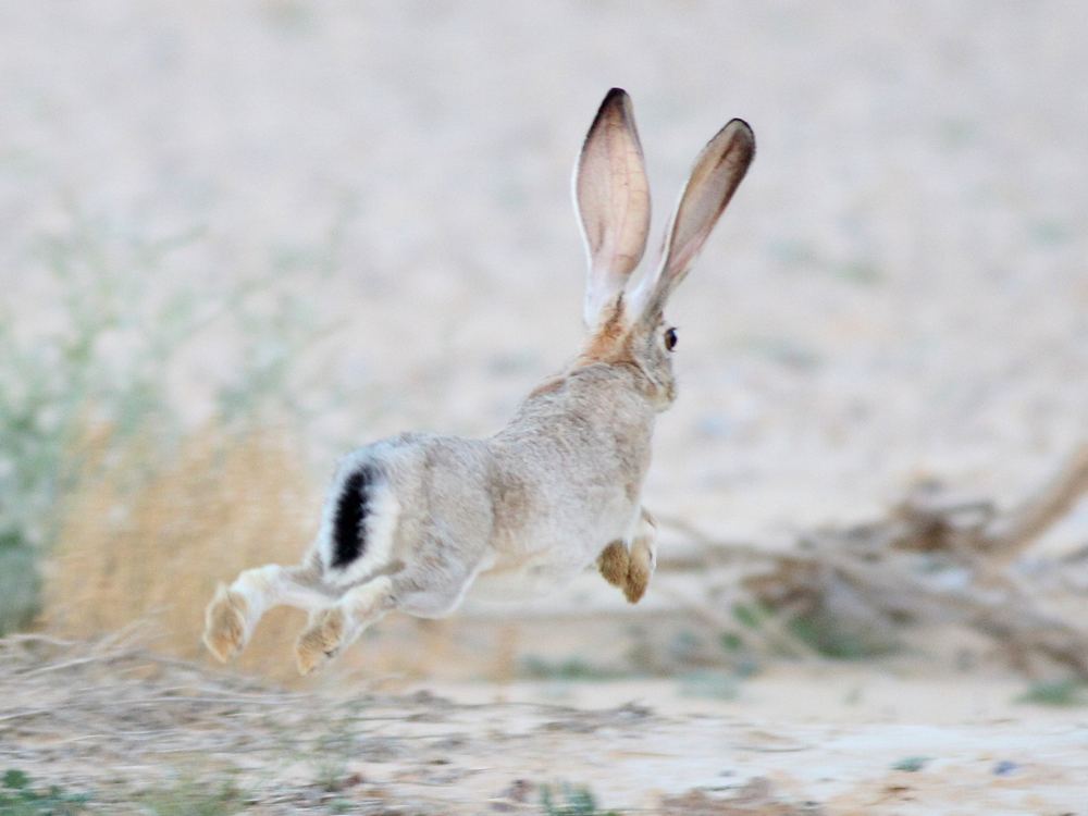 Cape Hare