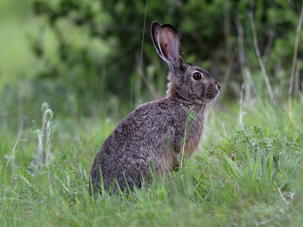 Yunnan Hare