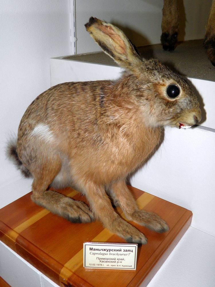 Manchurian Hare