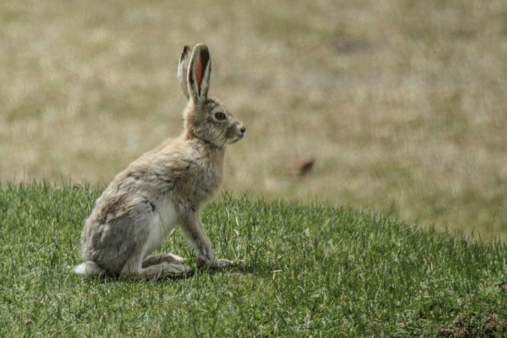 Desert Hare