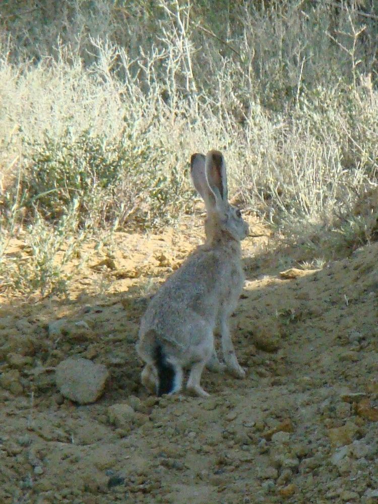 Tolai Hare