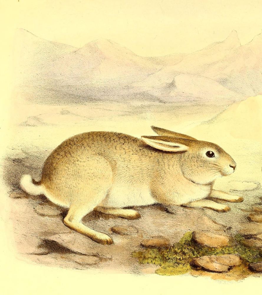 Yarkand Hare