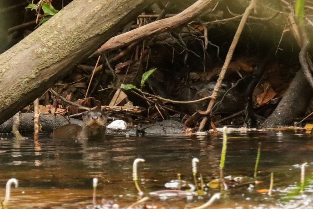 Eurasian Otter