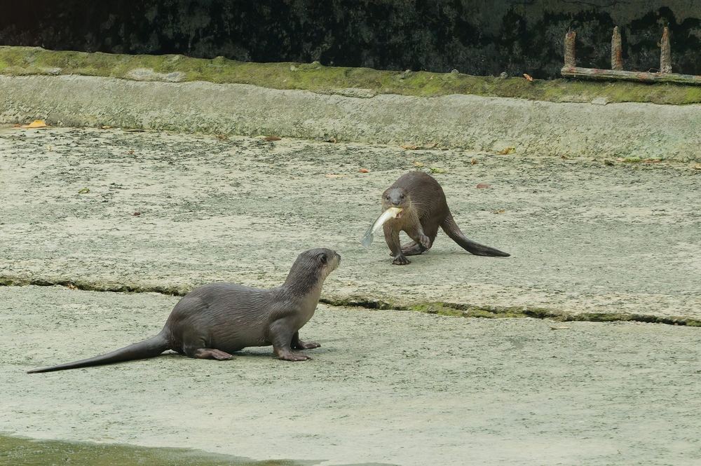Smooth-coated Otter