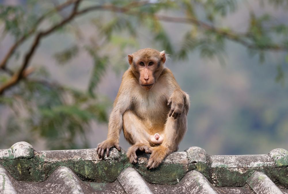 Assam Macaque