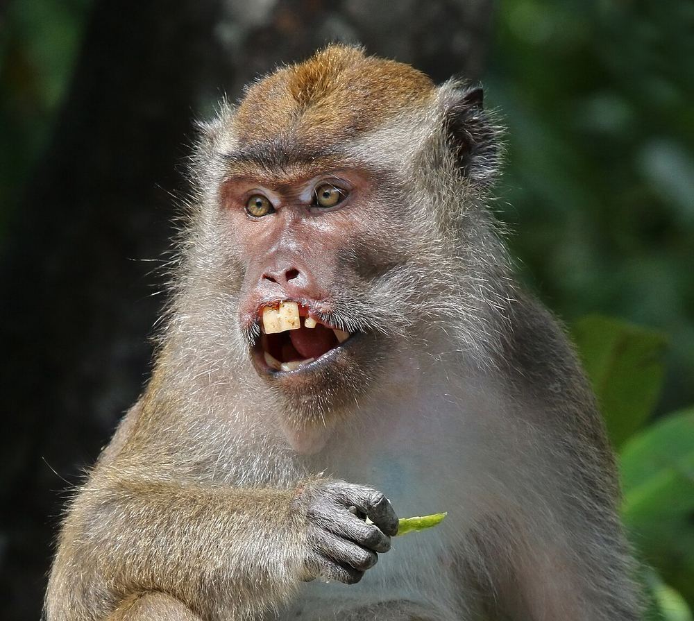 Crab-eating Macaque