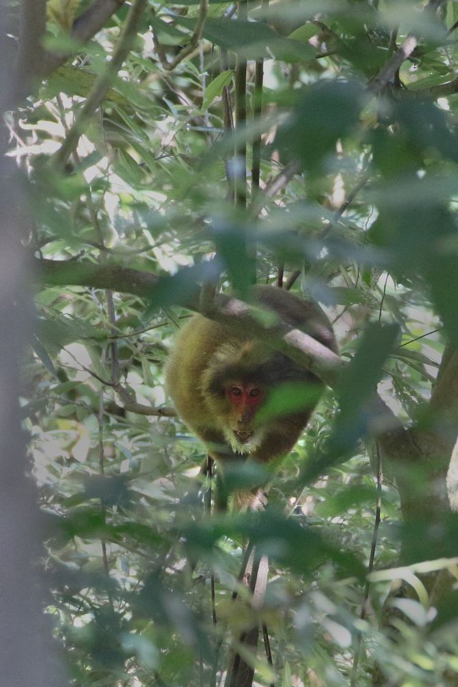 White-cheeked Macaque