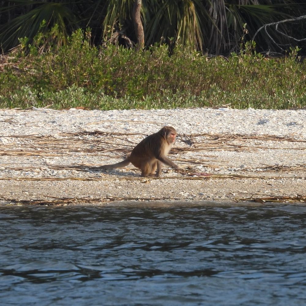 Rhesus Macaque