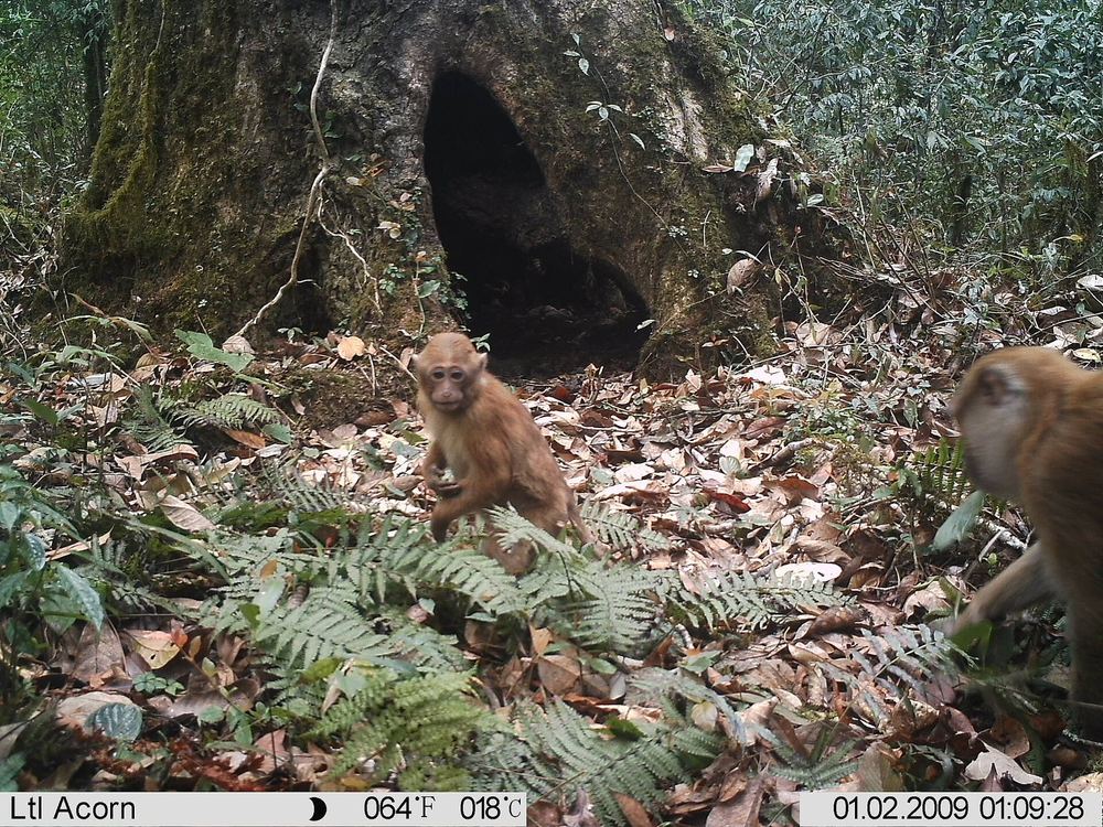 Sela Macaque