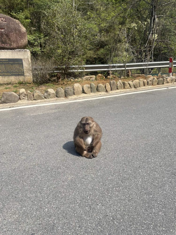 Tibetan Macaque