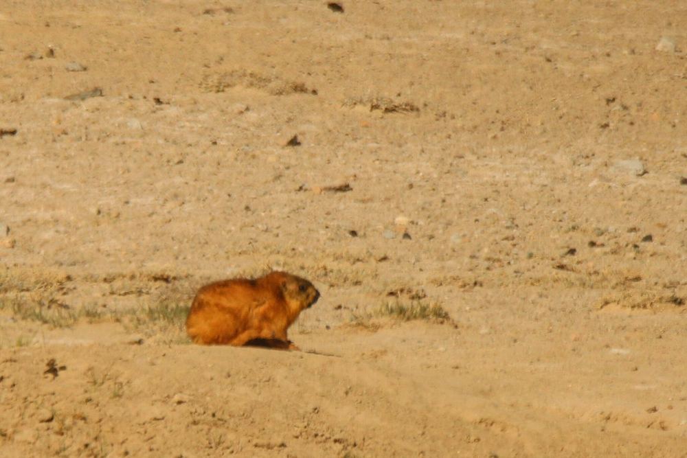 Long-tailed Marmot