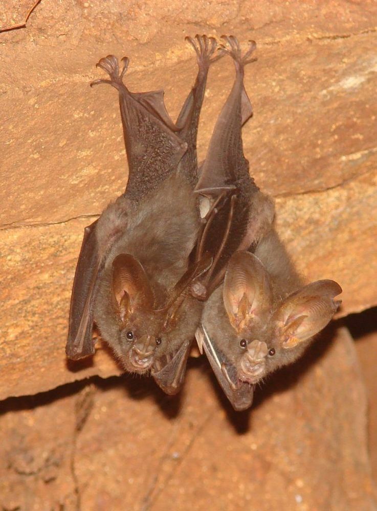 Lesser False Vampire Bat