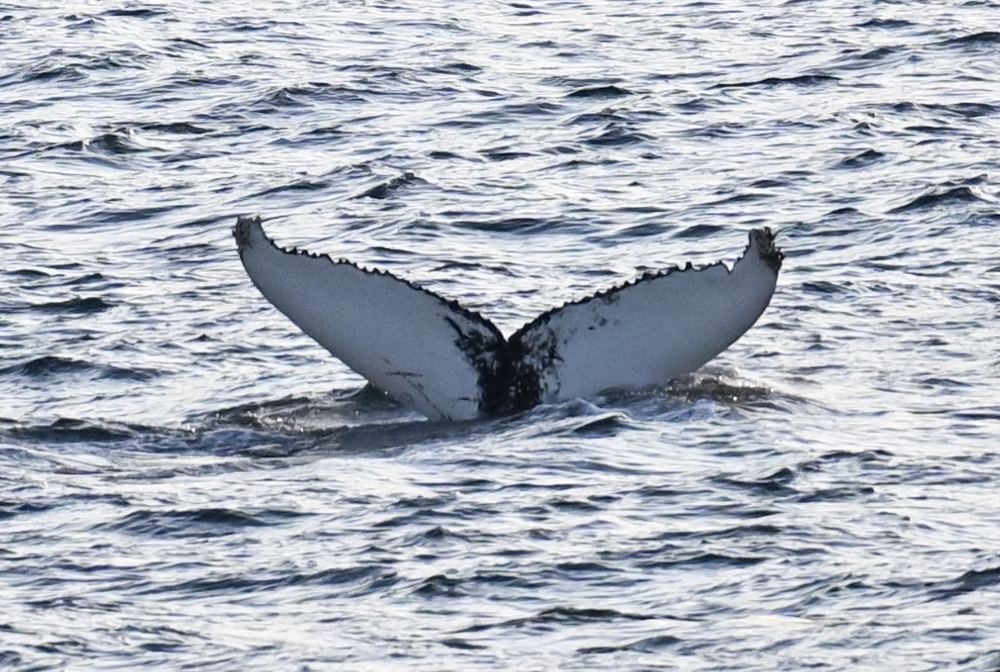 Humpback Whale