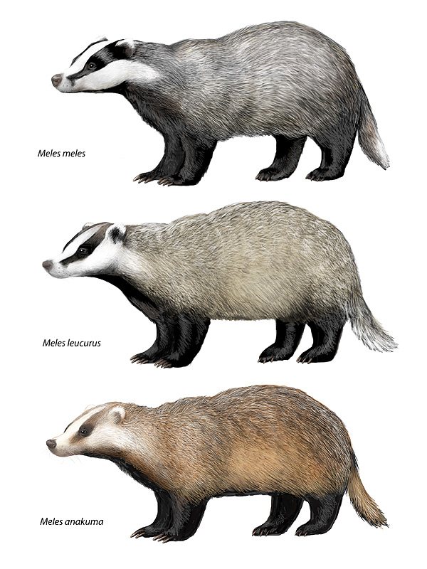 Asian Badger