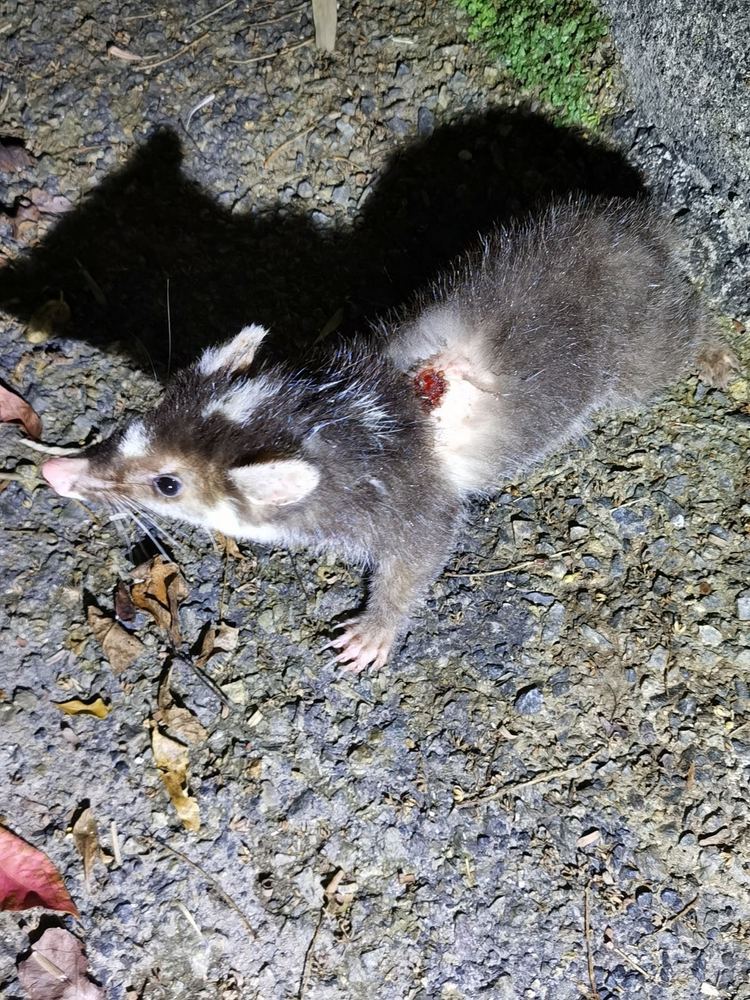 Small-toothed Ferret-badger