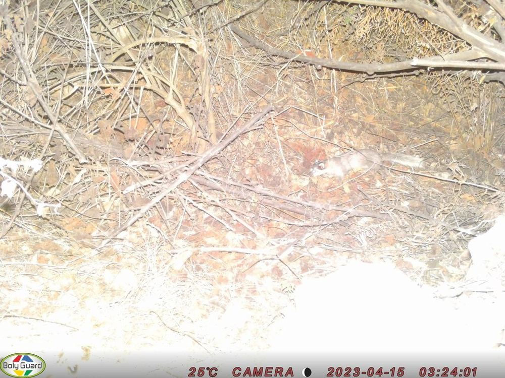 Large-toothed Ferret Badger