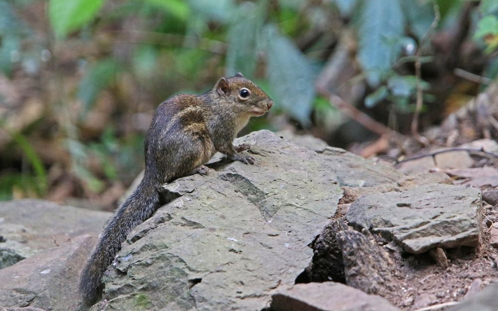 Indochinese Ground Squirrel