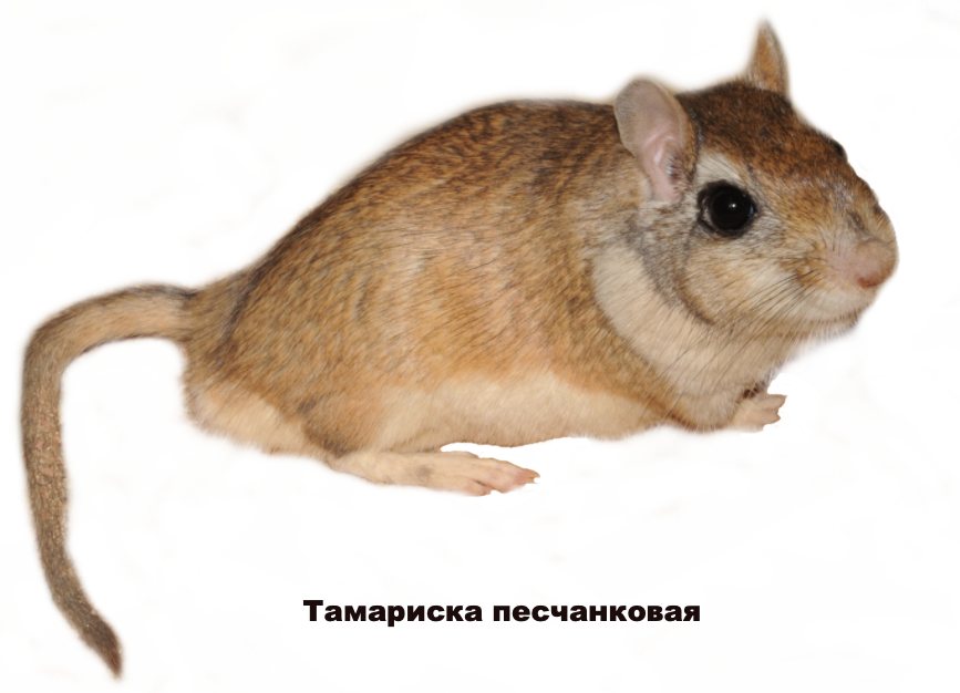 Tamarisk Jird