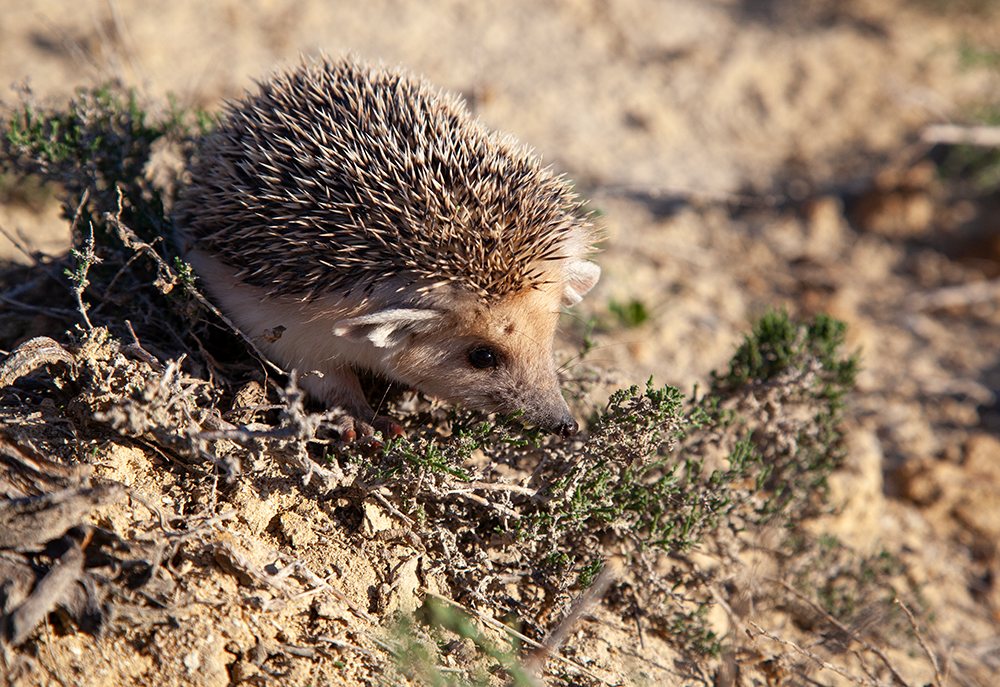 Daurian Hedgehog