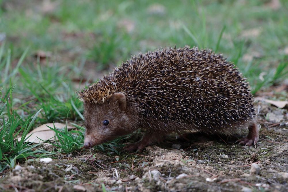 Eastern Forest Hedgehog