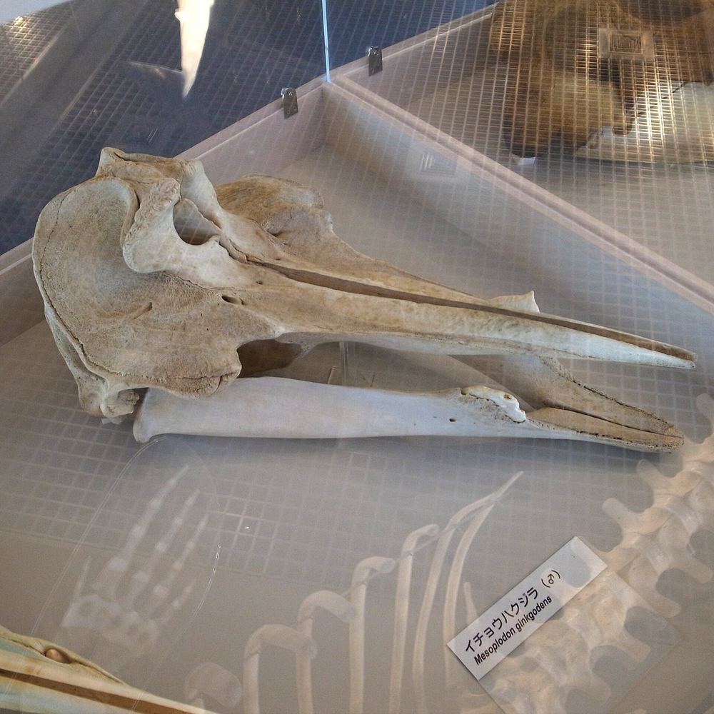 Ginkgo-toothed Beaked Whale
