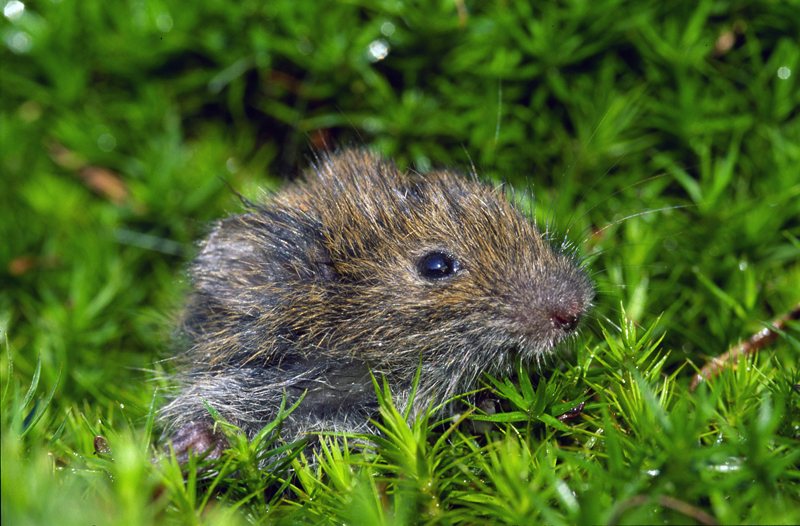 Short-tailed Field Vole