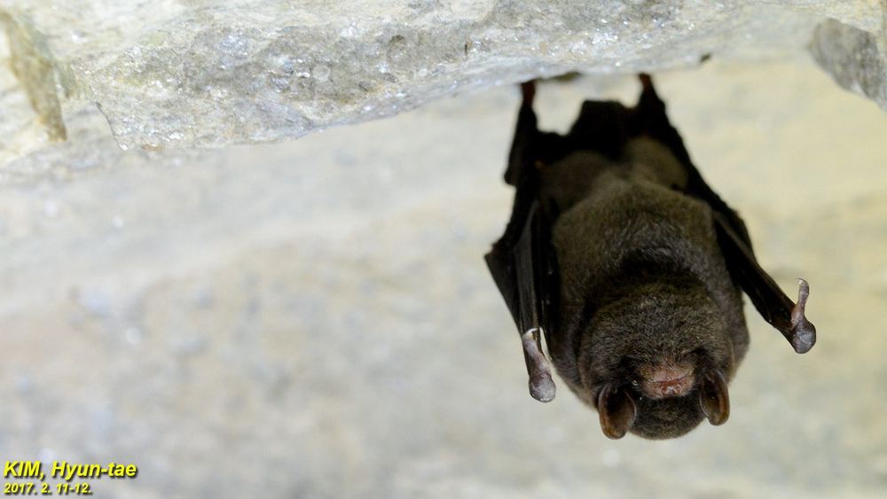 Asian Long-fingered Bat