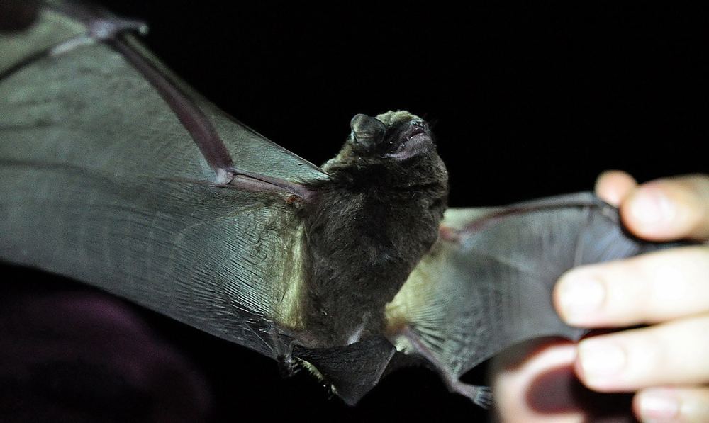 Large Long-fingered Bat