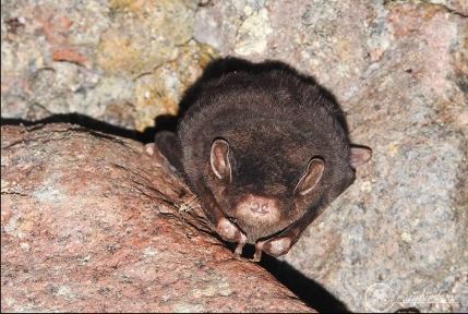 Small Bent-winged Bat