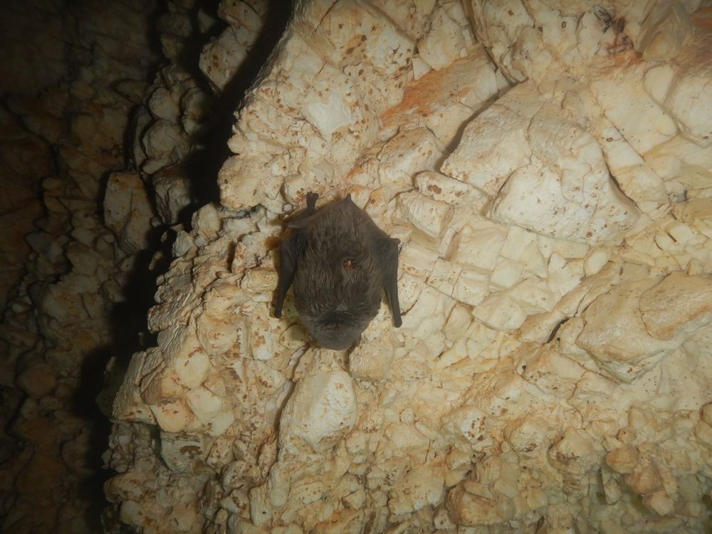 Common Bent-winged Bat