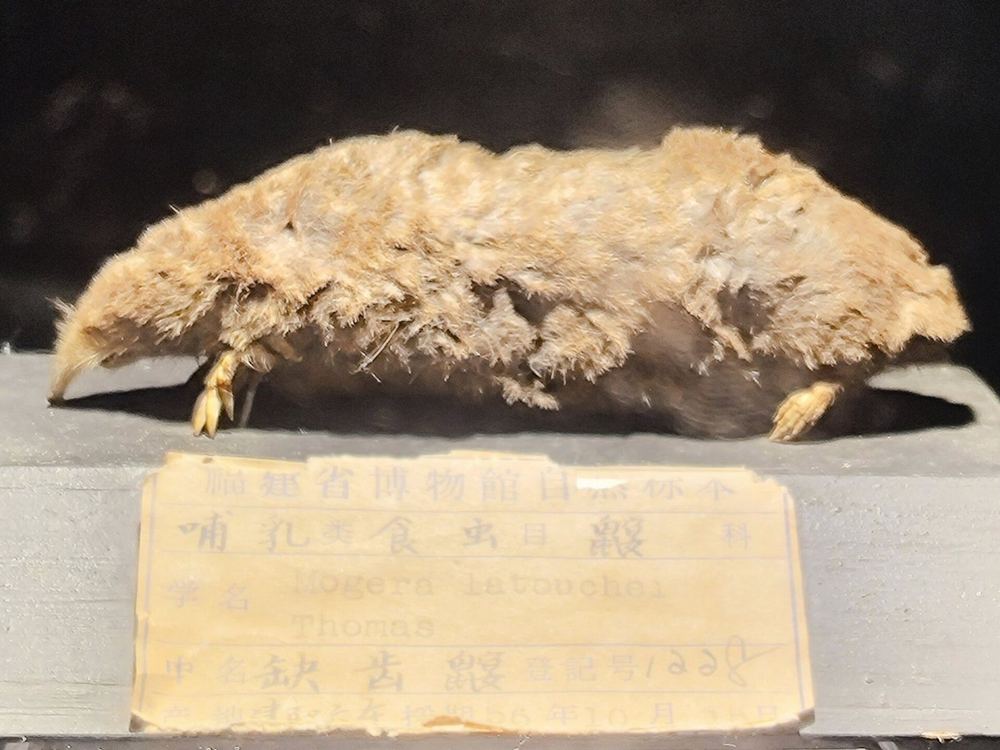 La Touche's Mole