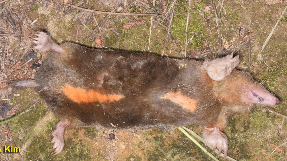 Ussuri Mole