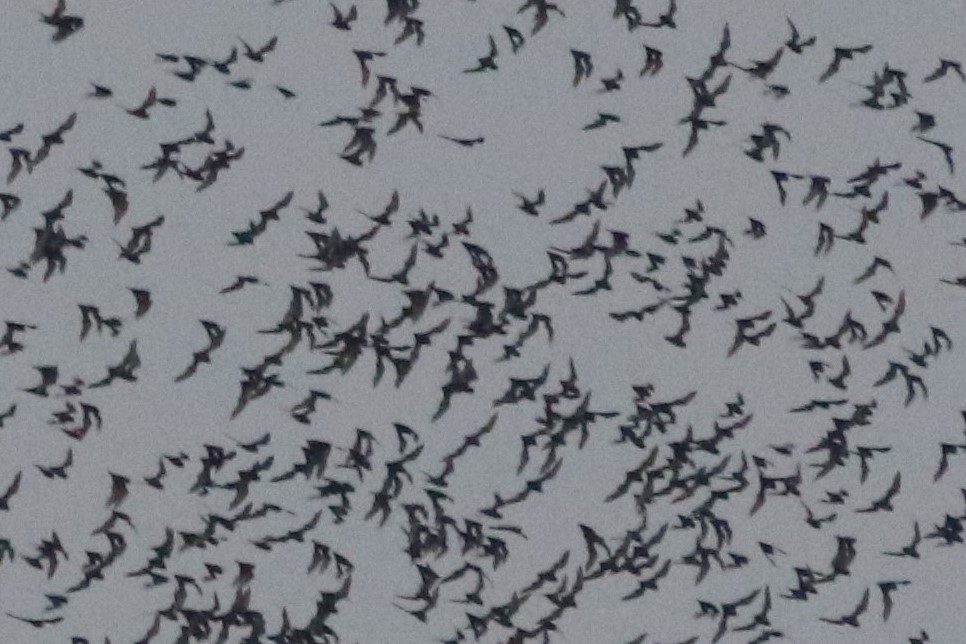 Wrinkle-lipped Free-tailed Bat