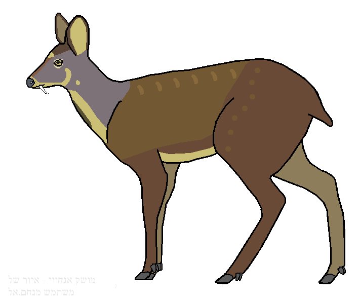 Anhui Musk-deer