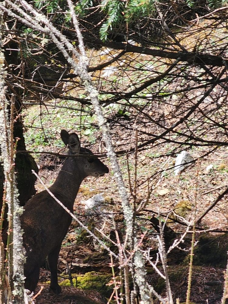 Himalayan Musk Deer